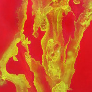 Farbexplosion rot-gelb